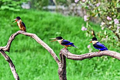 报告称上线仅两个月 SE新作《泡沫明星》玩家流失超95%