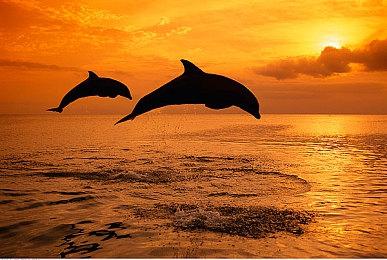 Steam喜加二！现可免费领《厨房战争》和《DRACOMATON》